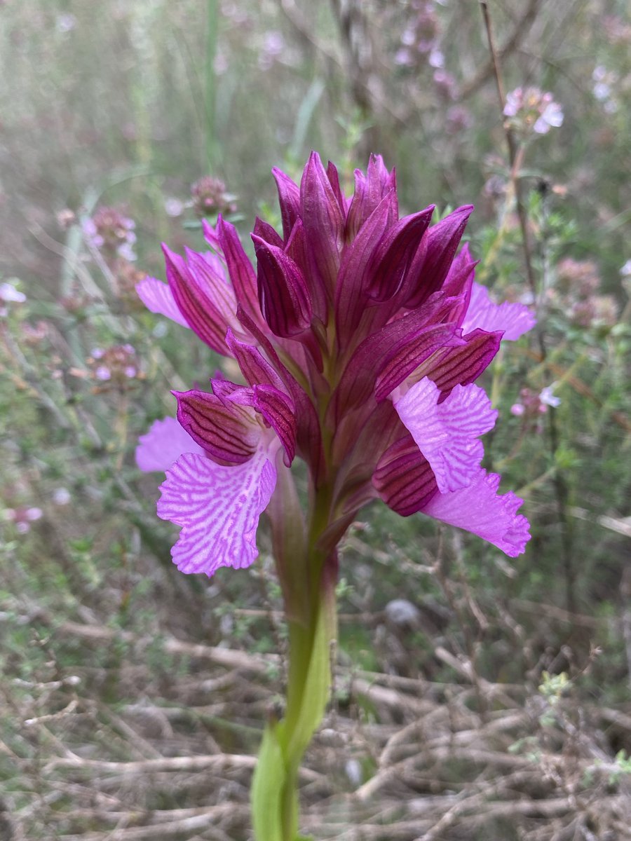 persito8's tweet photo. Anacamptis papilionacea. (01/03/2026) Sierra Cabrera, Turre (Almería). https://t.co/2bxVL5P9bA