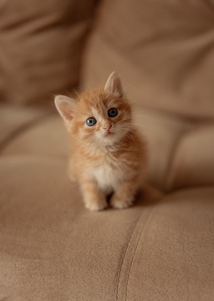 FRENCHRAPUS 🇺🇸 tweet media