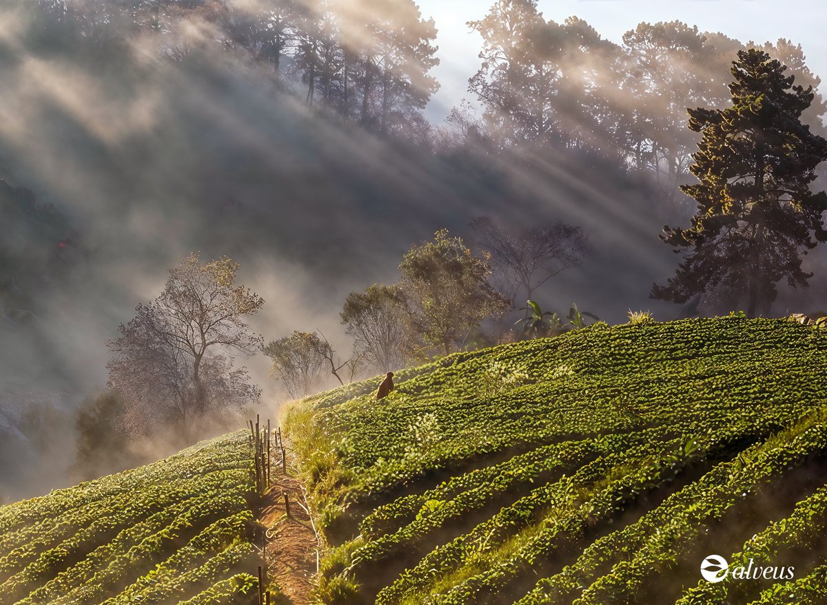 🍃 Why does organic tea taste “clean”? It starts under your feet.

Living acidic soils, slow growth at altitude, shade &amp; contour farming = finer bitterness, natural sweetness &amp; consistent quality.

Learn how to explain it simply to clients 👇

👉 alveus.eu/blog/organic-t…