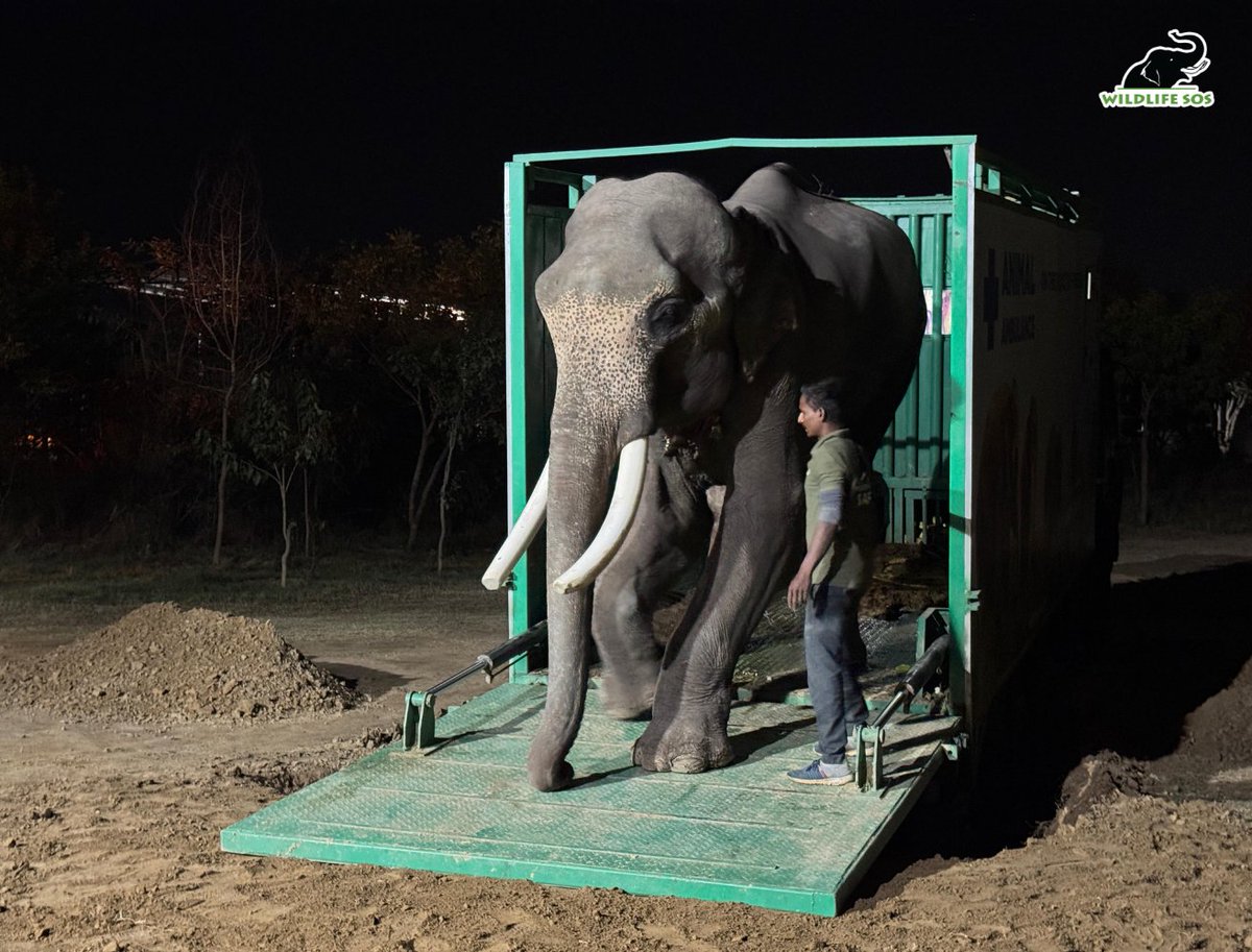 Veer is finally here!

The ambulance has just arrived at the Elephant Hospital campus, and after everything Veer has endured, this moment feels deeply personal to us. The long journey, the anxious hours, the quiet prayers from all of you, they’ve all led to this.

As the doors of