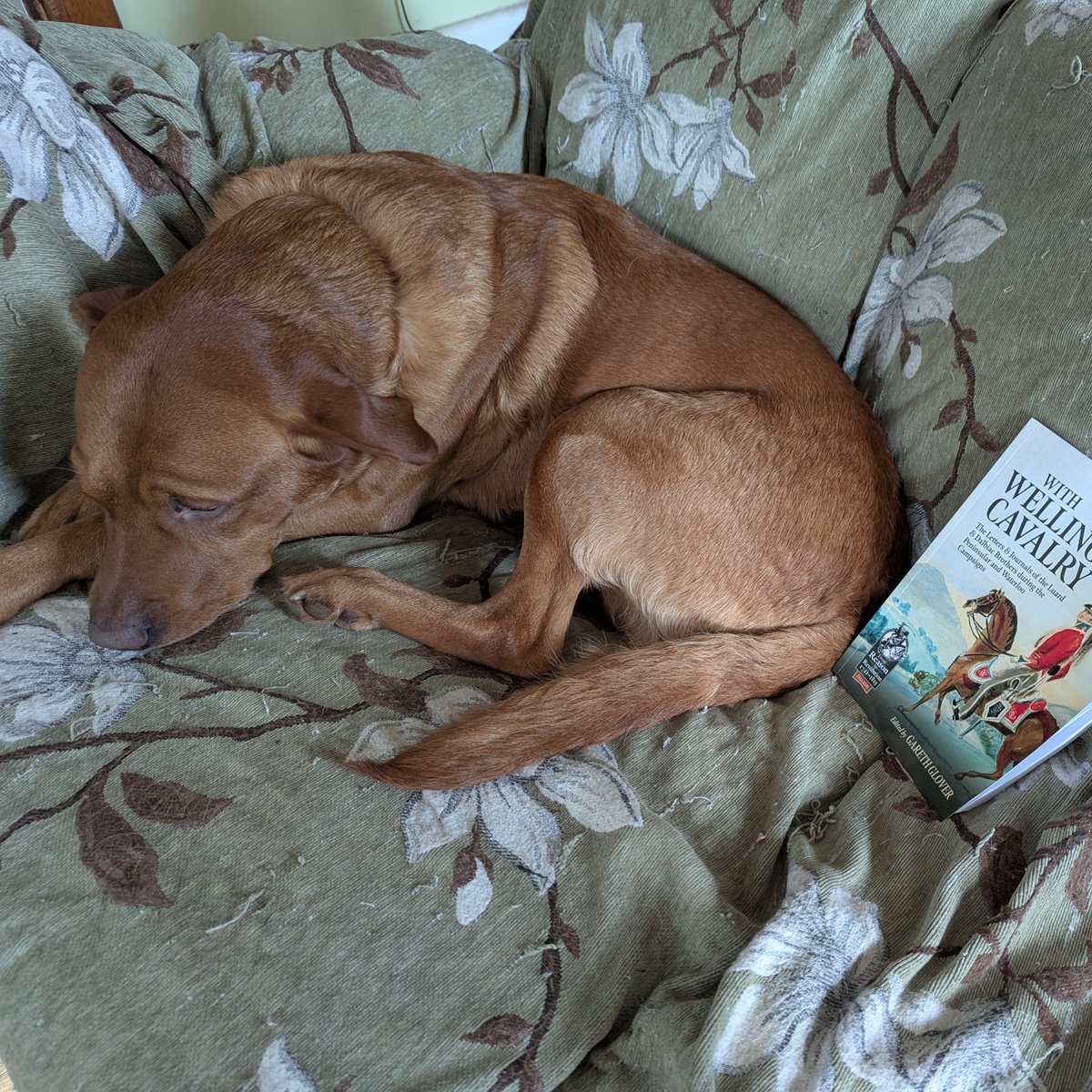 LynnBry29527024's tweet photo. Oscar can't wait to get started on https://t.co/tVbW9TqQsm from @GloverGareth Alfie needs a nap after an energetic game of fetch with a new toy earlier but will get to it later.
Looks like a great read, I love the illustrations.
Recommended by #WritingwithLabradors. https://t.co/6PQj3UlsF4