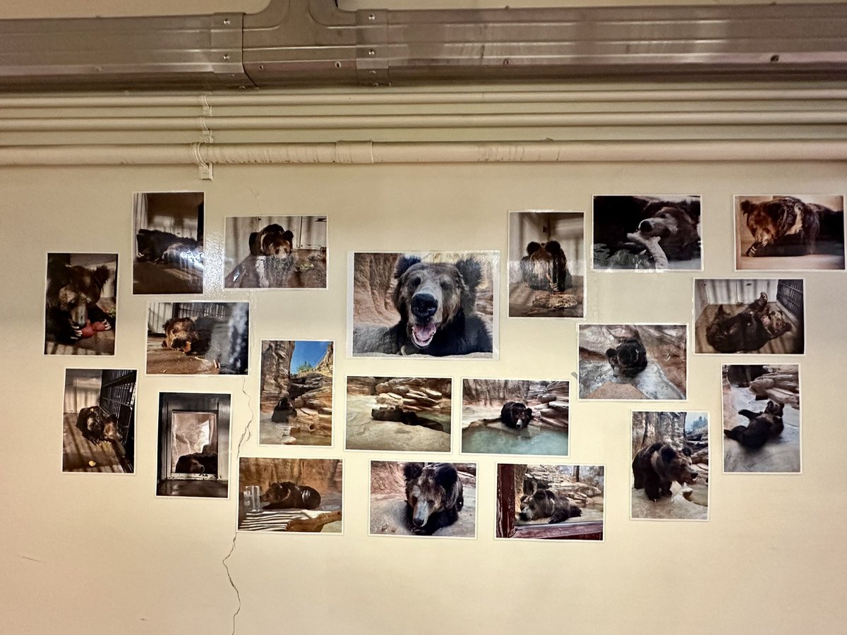 マーちゃんのお部屋前に担当さん厳選の可愛いお写真がいっぱいありました
可愛いマー♡♡
#王子動物園
#ウマグマ
#チベットヒグマ
#マー