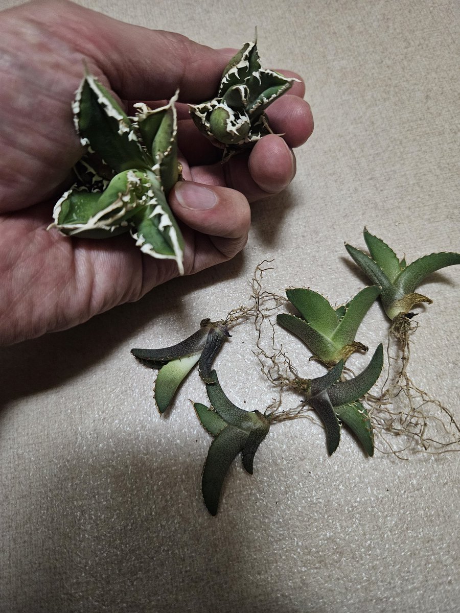 気まぐれで 包心龍2株 オテロイ実生5株あります 愛知県知多半島に取り