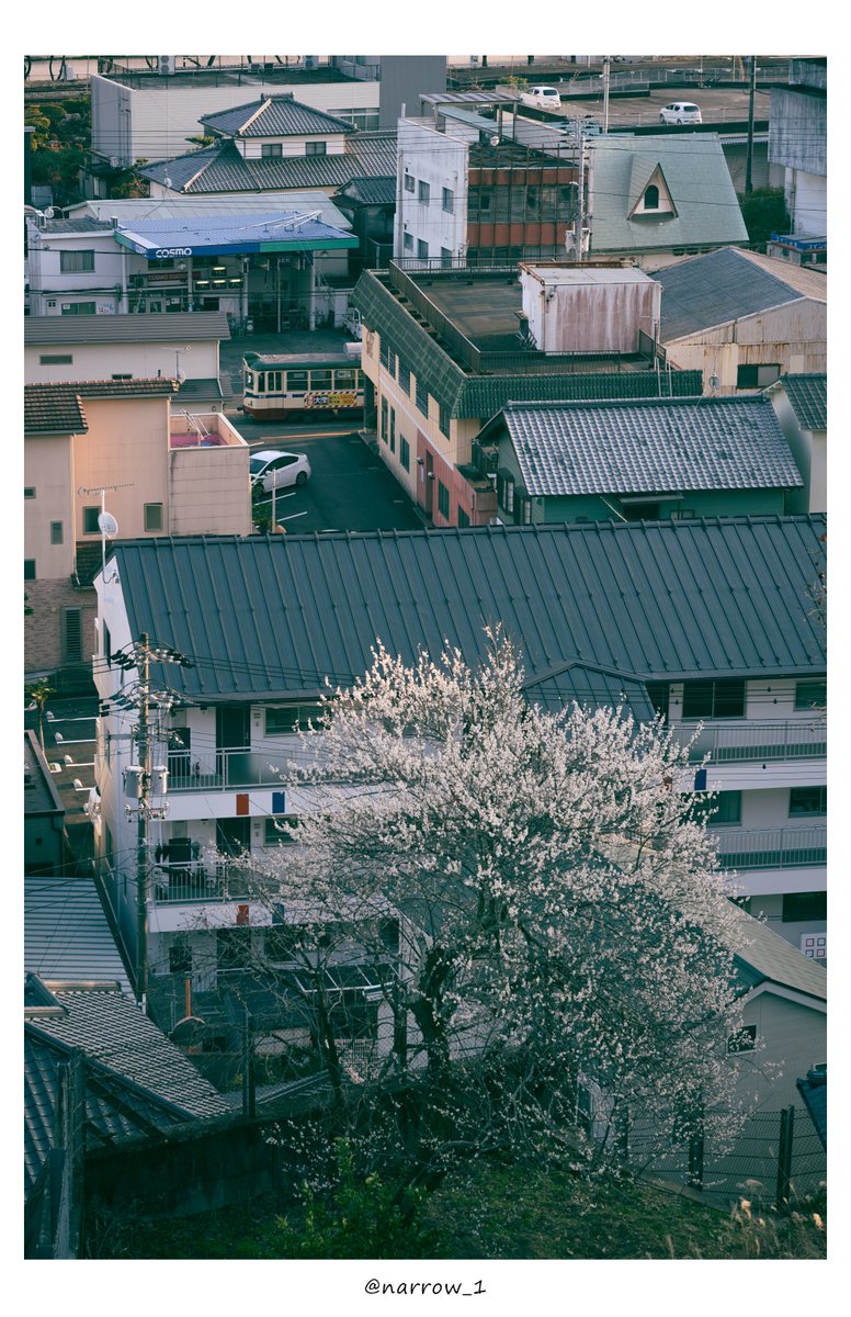 伊野駅前を歩いていると、山の方に梅の花がわずかに見えた。
だから坂を登ってみた。すると満開を迎えているじゃないか。もう春はすぐそこに、だけど電車はそれに気づかないまま。

—とさでん交通—