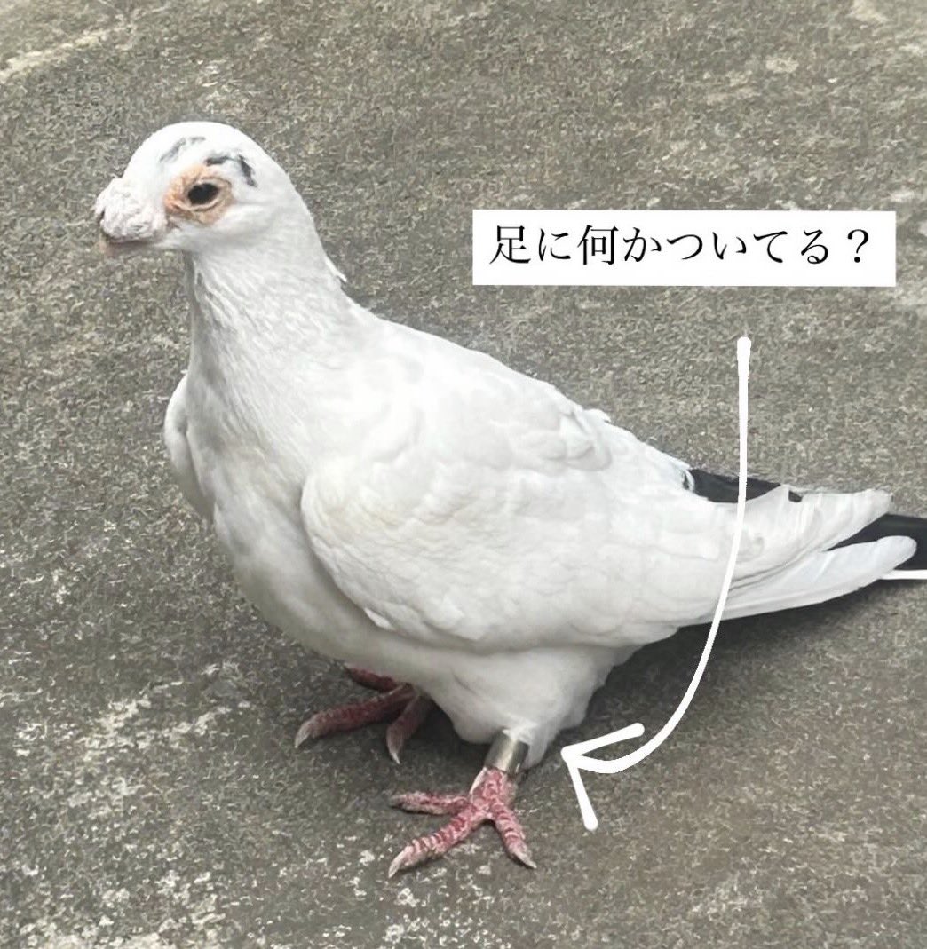 群馬県館林市付近で
鑑賞鳩をロストしてる方は
いませんか？
館林警察署で保護されています。

仲間が一時預かりで、
警察に名乗り出ましたが
断られました。
粘りましたが…ダメでした。

鳩は怪我しているようです。
もちろん治療などは
して貰えないと思います。
今後飼い主が見つからない場合は、