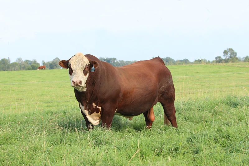 Let's check in on Gerald the Planet Killer.

Gerald is a four-year-old Hereford cross in a field near Ledbury. He weighs about 600 kilograms. He has been busy this morning.

6:14am - Woke up. Began destroying the planet by eating grass.

7:02am - Continued environmental