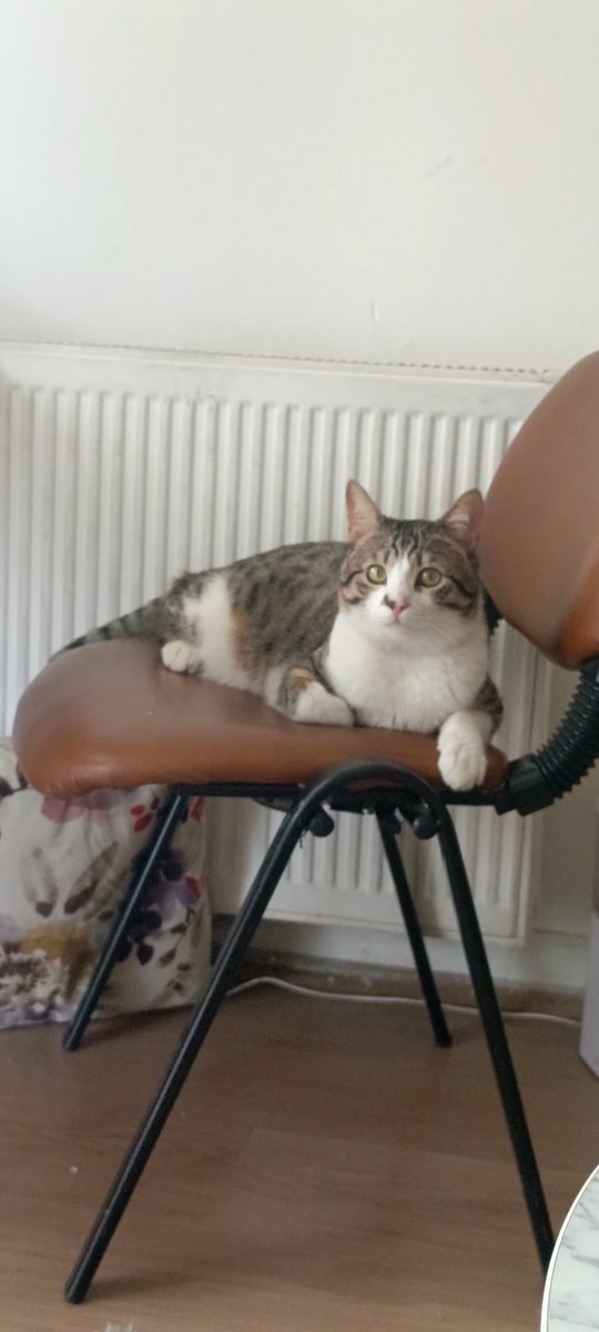 Gözümün bebeği, patili oğluşum, 1 yaşına bastı bugün 🥹 Tüylerin kadar ömrün olsun şifam çocuk 💜