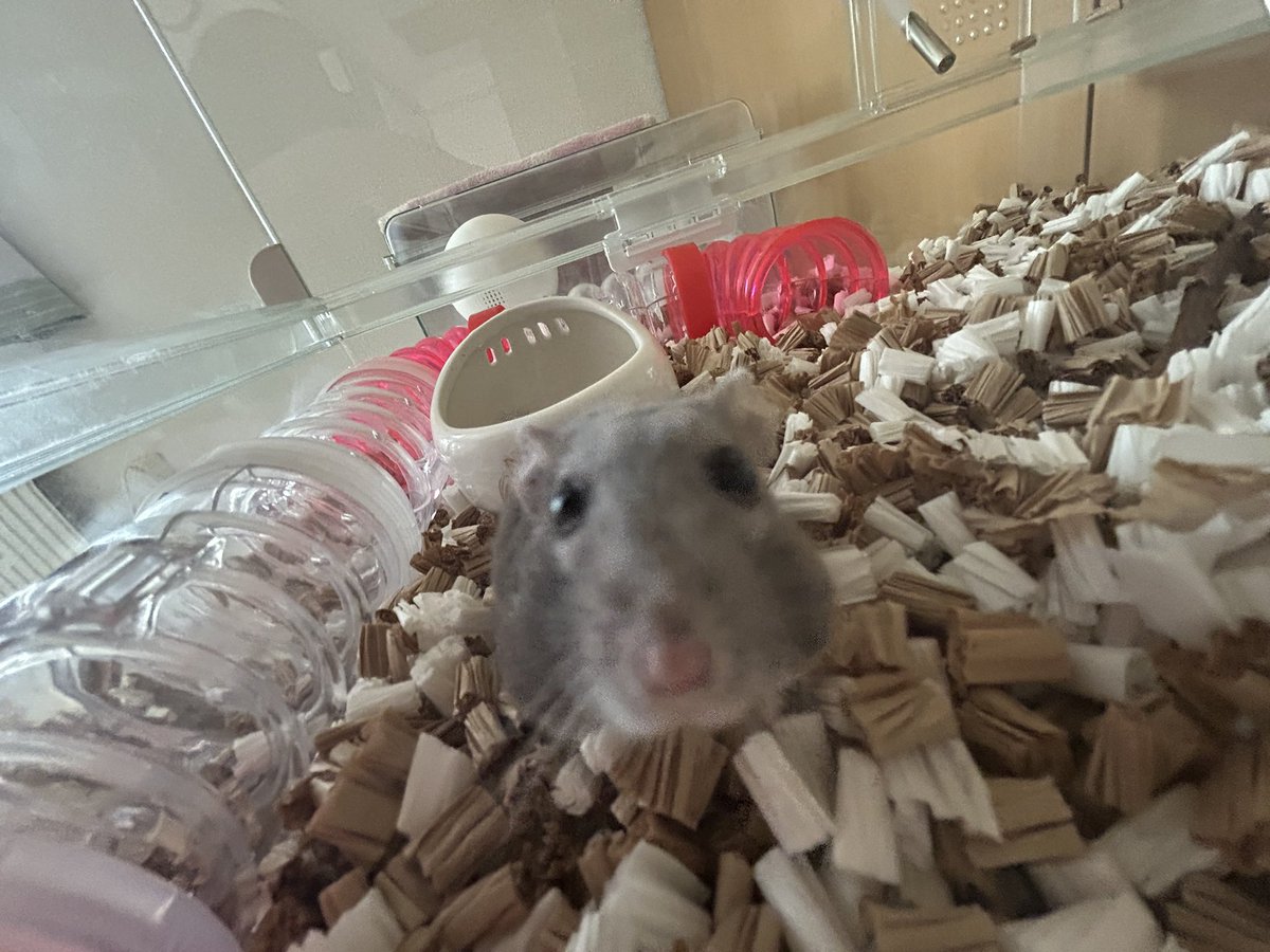 もっちゃんの秘密基地 (@momochs86) / Posts / X