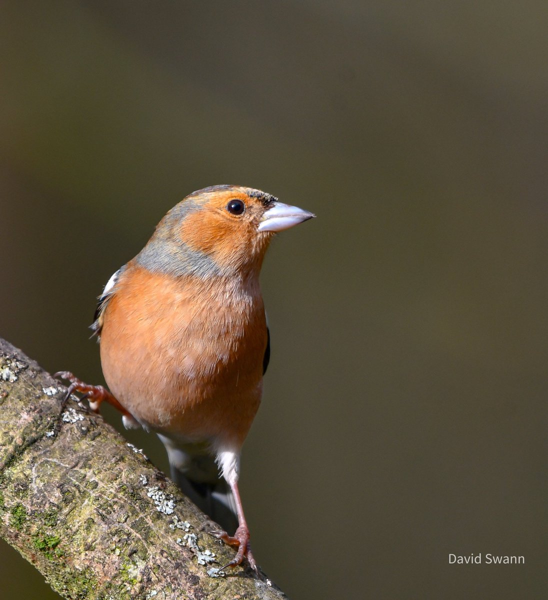 David Swann tweet media