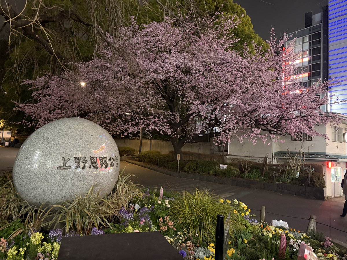 本日の上野公園
なかなかの夜桜です🌸