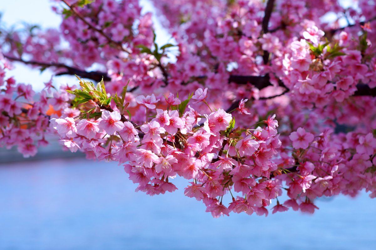 🇺🇦さくら🐇のパパ🇯🇵高配当株に移行中🇺🇦 tweet media