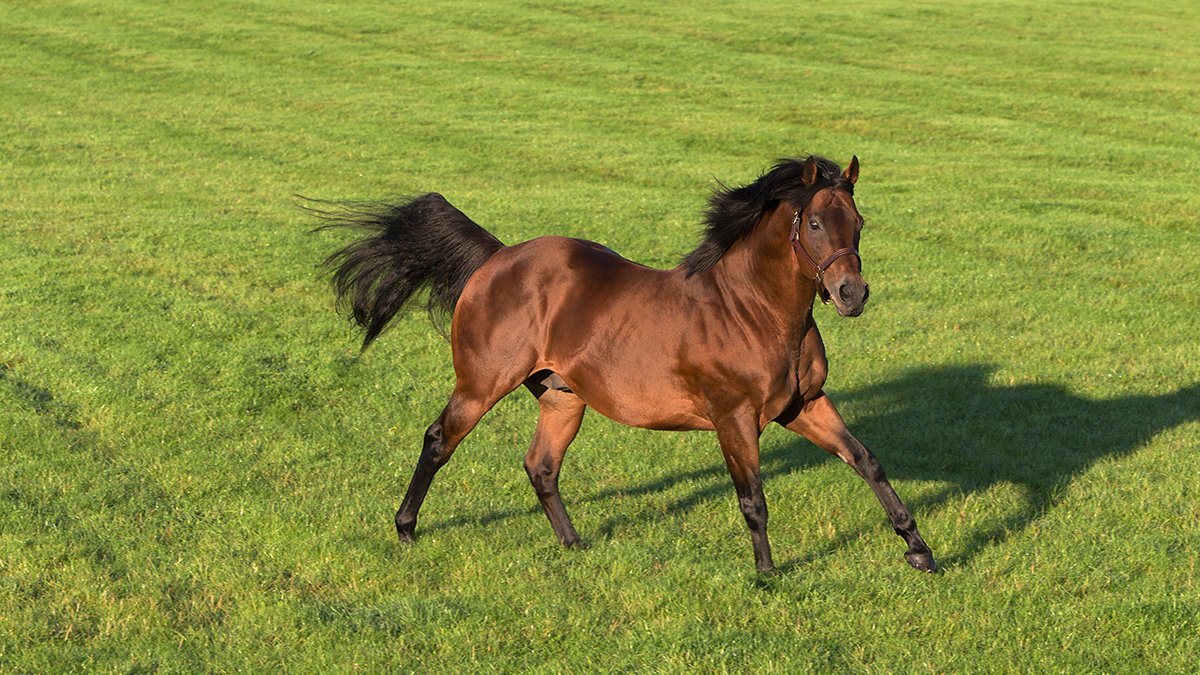 GBRI_UK's tweet photo. Top British sires sparkle at Meydan for big owners! ✨

🐴 DUBAWI
Gr.2 Dubai City Of Gold, REBEL'S ROMANCE
🐴 FRANKEL (GB)
Gr.2 Al Maktoum Classic, MEYDAAN
🐴 KINGMAN (GB)
Gr.2 Singspiel Stakes, QUDDWAH (GB)
🐴 TOO DARN HOT (GB)
Listed Jumeirah 2000 Guineas, TITLE ROLE (GB) https://t.co/AOSaUsVPTj