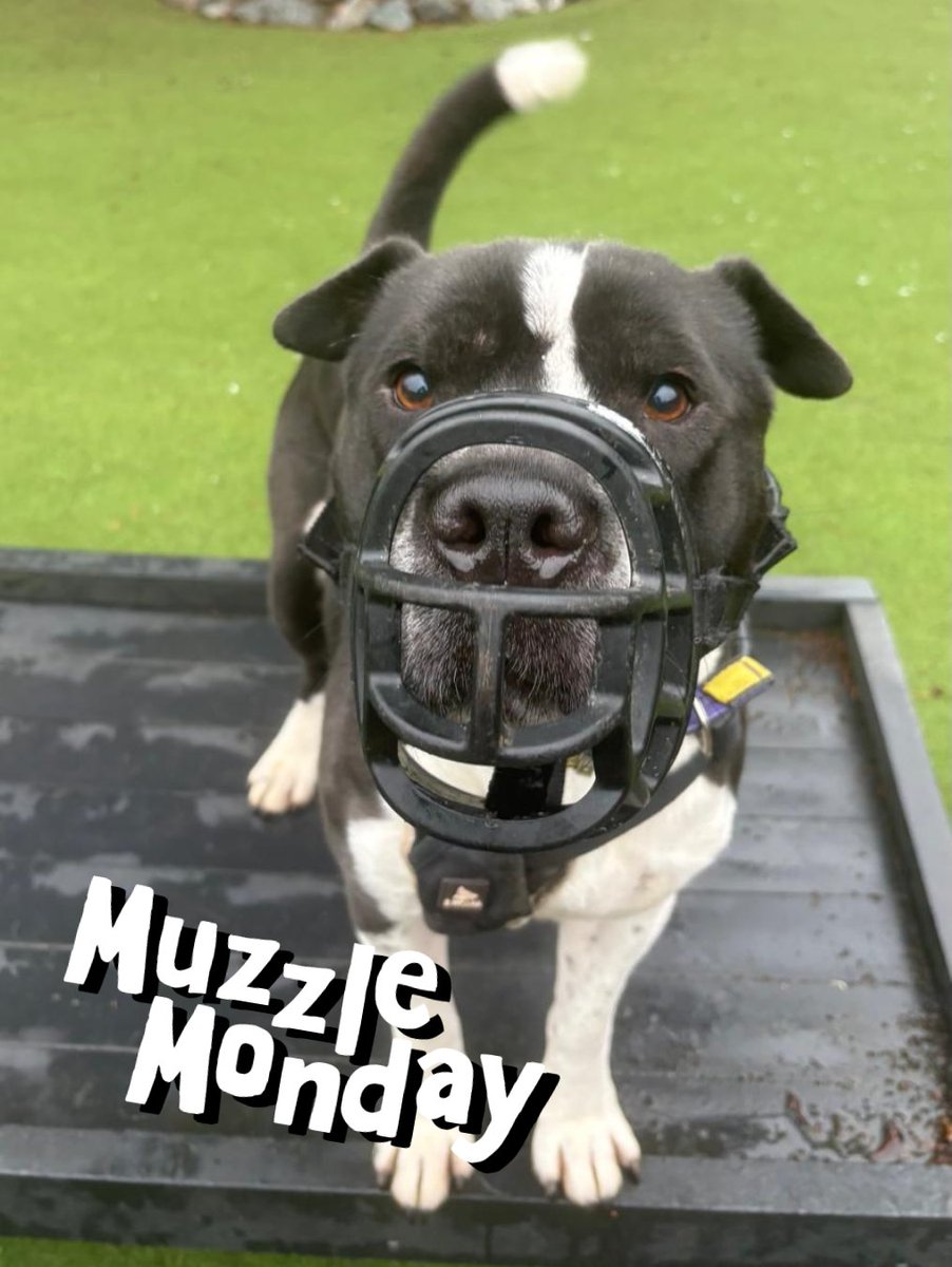 #SponsorDog Zeus has been working on his muzzle skills 🧀🐾

This sweet boy can feel a little worried during vet visits but he’s been putting in the work! By keeping muzzle training positive, fun, and full of cheesy rewards, Zeus is now a total pro at wearing his muzzle. 🌟