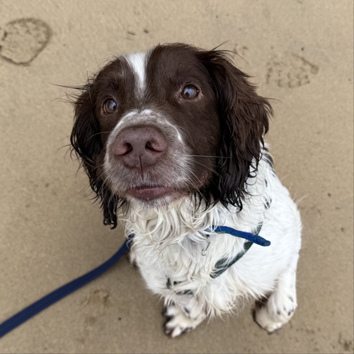 Battersea_'s tweet photo. Have you ever thought about adopting an older dog?
They're usually calmer, house-trained, and still great at learning new tricks! Youโll also know more about their behaviour and what to expect when bringing them home. ๐
Meet our senior stars: https://t.co/uE3A2Fl352 https://t.co/1QZor3H2MV