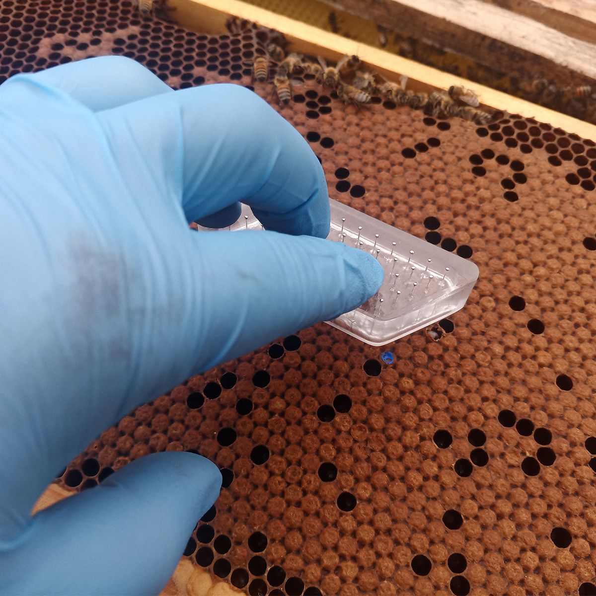 BeesBishops's tweet photo. Not all good colonies look good at first glance.

50-pin hygienic test in progress.

We’re measuring how efficiently bees remove compromised brood — a key trait in building resilient stock.

Selection isn’t guesswork.
It’s deliberate.

#QueenRearing #BeeBreeding #Beekeeping https://t.co/l3NIHTw3ai