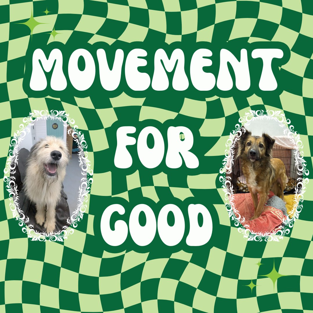 Oakwood Dog Rescue tweet media