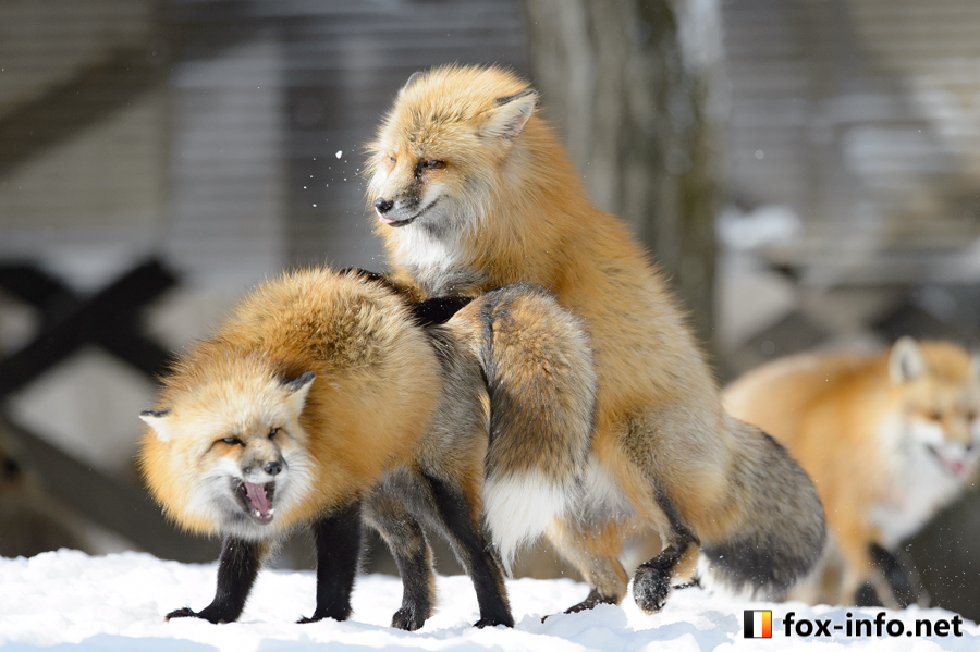 キツネ写真館@キツネ飼養中 (@fox_info_net) / Posts / X