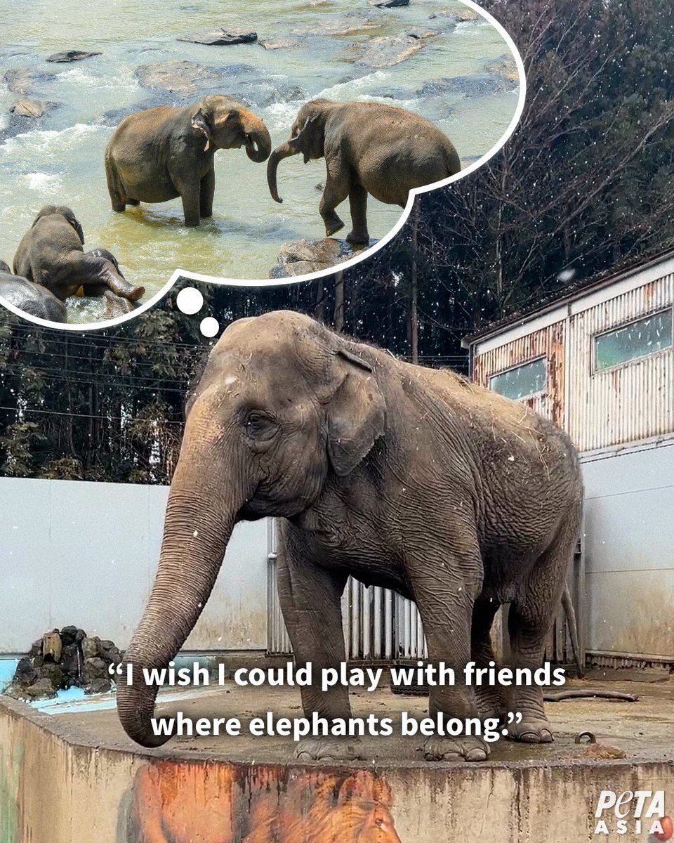 PETA Asia tweet media