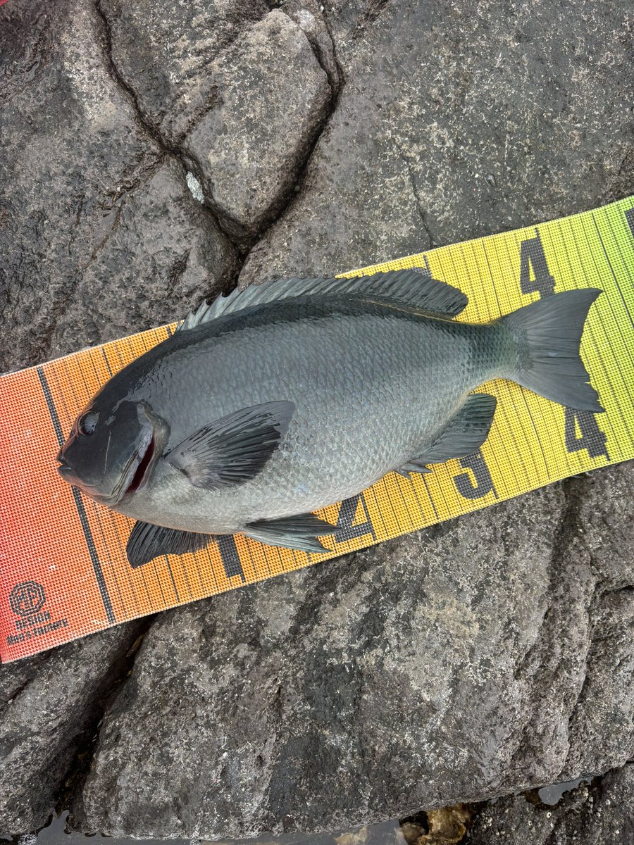 真鶴フカセ 44cmクチブト！ 13時着だから良いポイントには入れず。 数