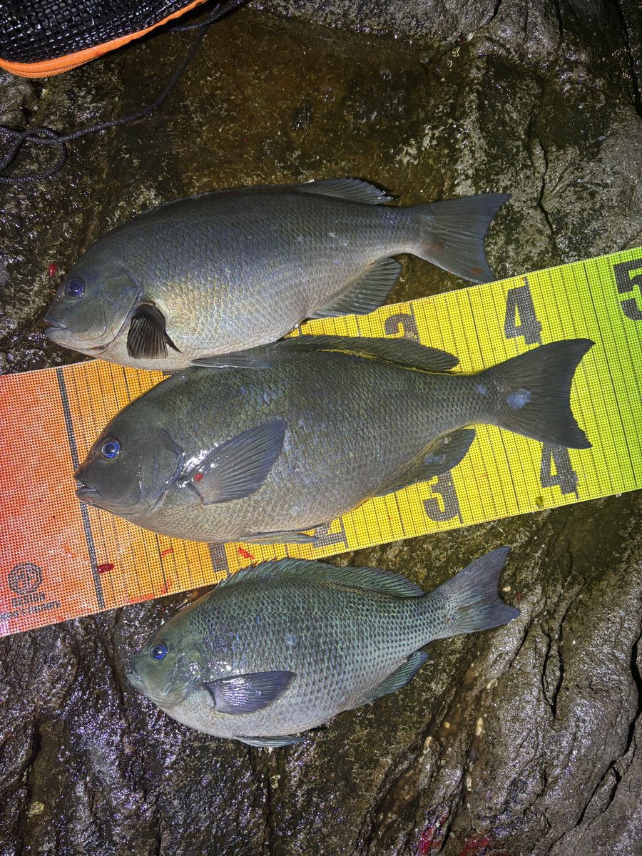 真鶴フカセ 44cmクチブト！ 13時着だから良いポイントには入れず。 数