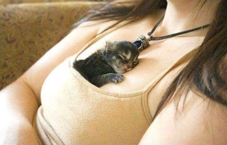 Posts Of Kittens🐾 tweet media