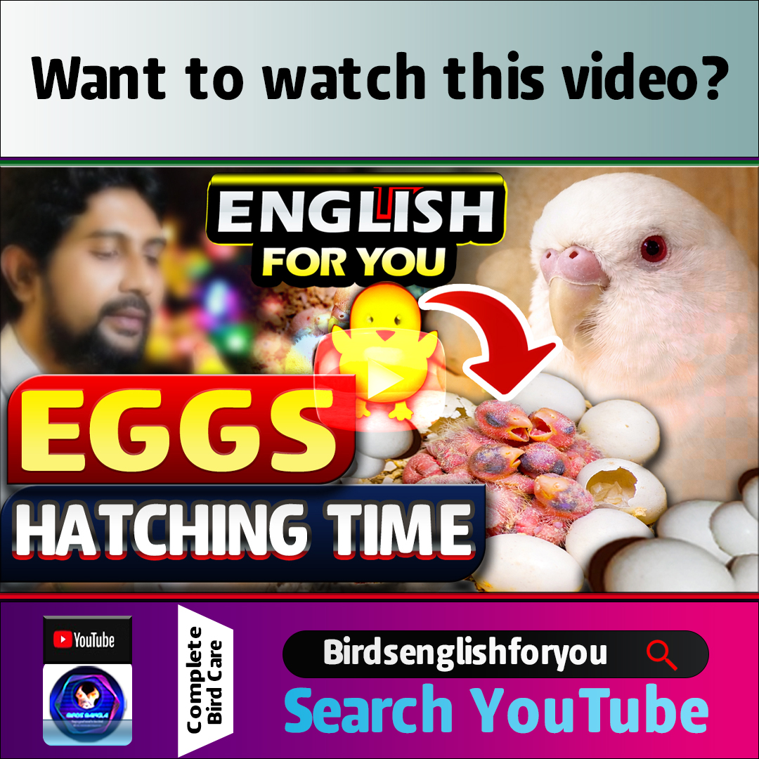 birdsbanglabd's tweet photo. Albino Budgie Egg Hatching Time | 7 Eggs Result Explained
Want to watch this video?
Search YouTube Birdsenglishforyou
You will learn:
• How many days albino budgie eggs take to hatch
• When the first chick hatches
• How weather affects budgie hatching time
#birdsenglishforyou https://t.co/w8mDrgEMMe