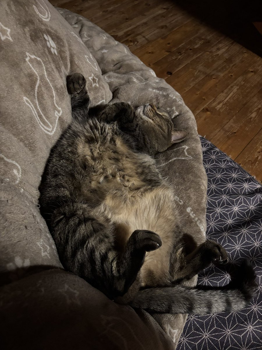 ←これが  ฅ^•ω•^ฅ  こう →