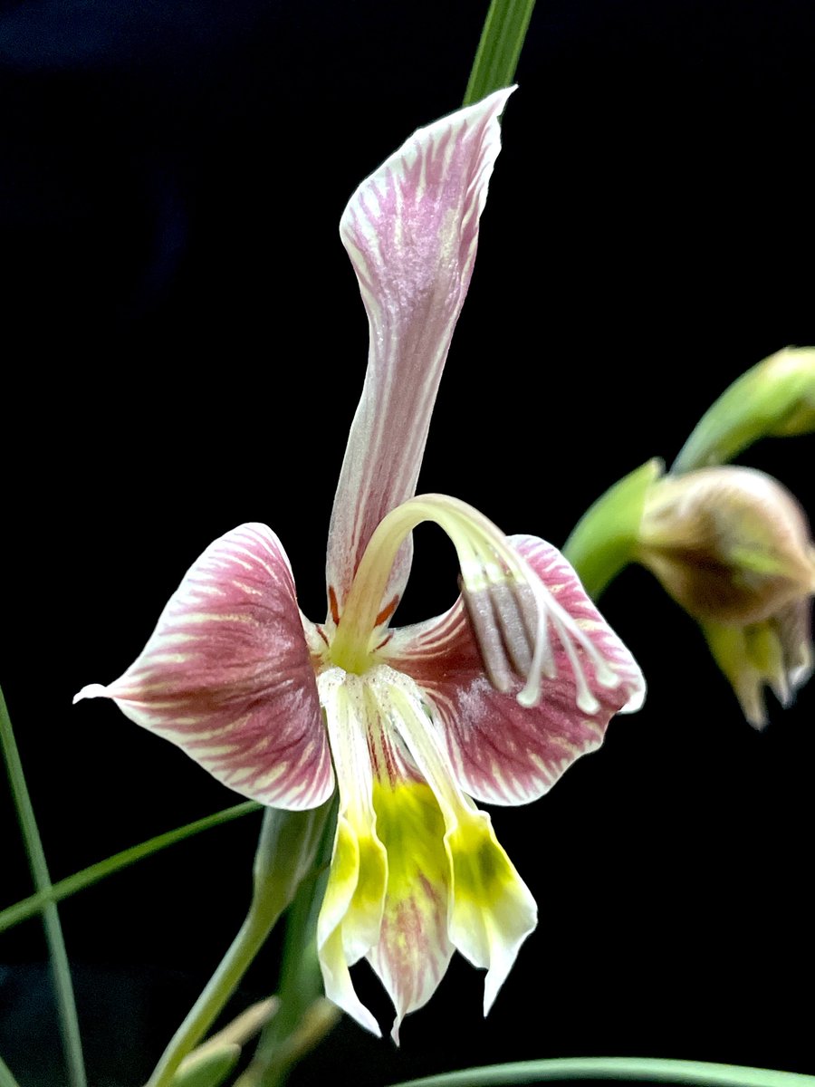 Yt (@Plantsman_jp) / Posts / X