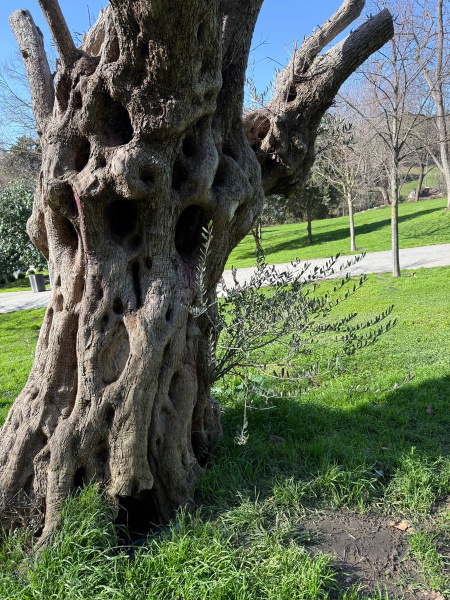 drzileli's tweet photo. “…Ben bir zeytin ağacıyım Maçka Parkı’nda .. �� 🥰🍀 https://t.co/Yz5FvLWubk