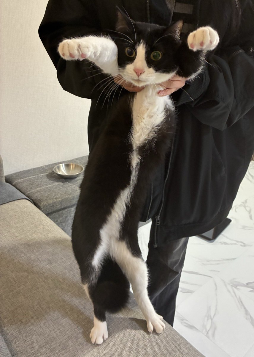 ハチワレ猫しゃち tweet media