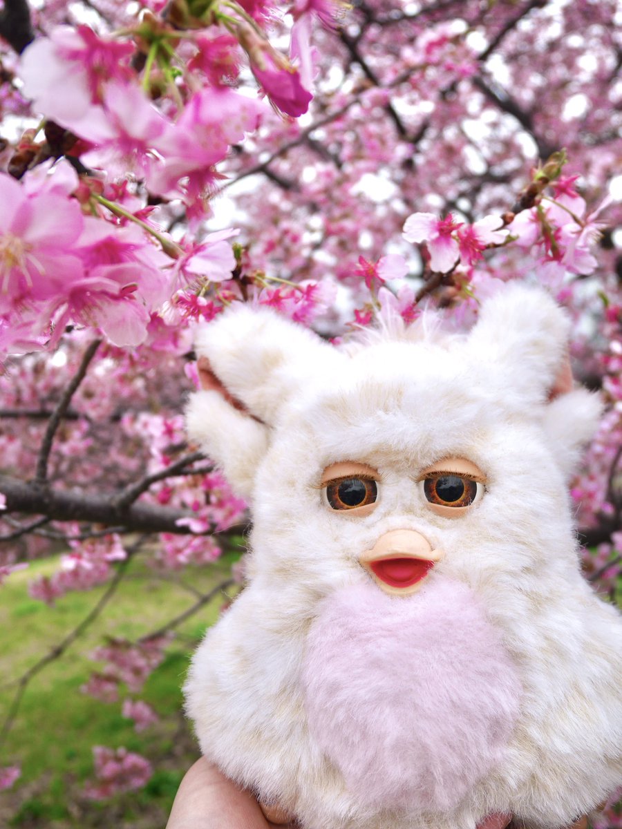 本日の天使🪽🌸 #furby #ファービー