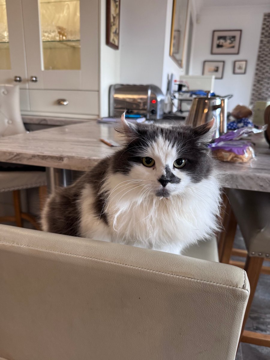 SpanielsSuper's tweet image. Breakfast is late #Unacceptable