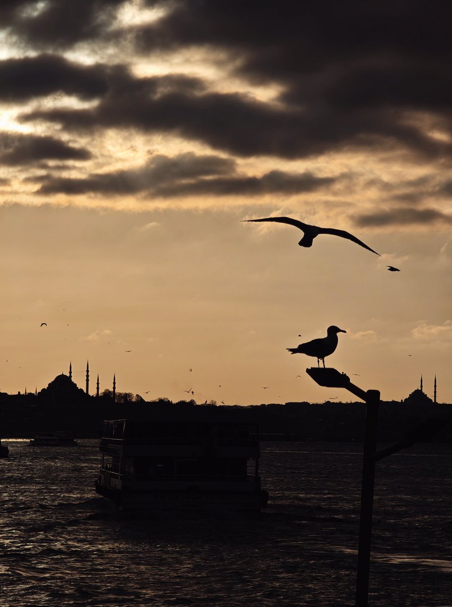 Polina S tweet media