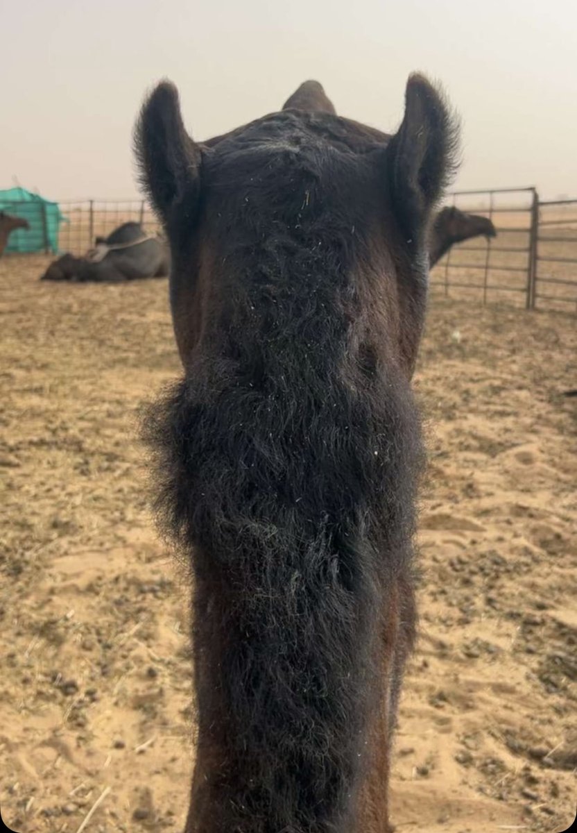 َ tweet media