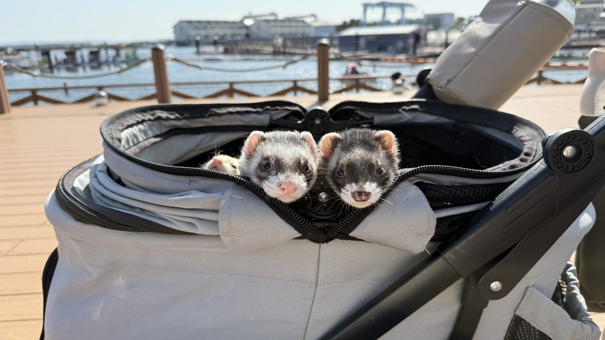 チーム句読点 tweet media