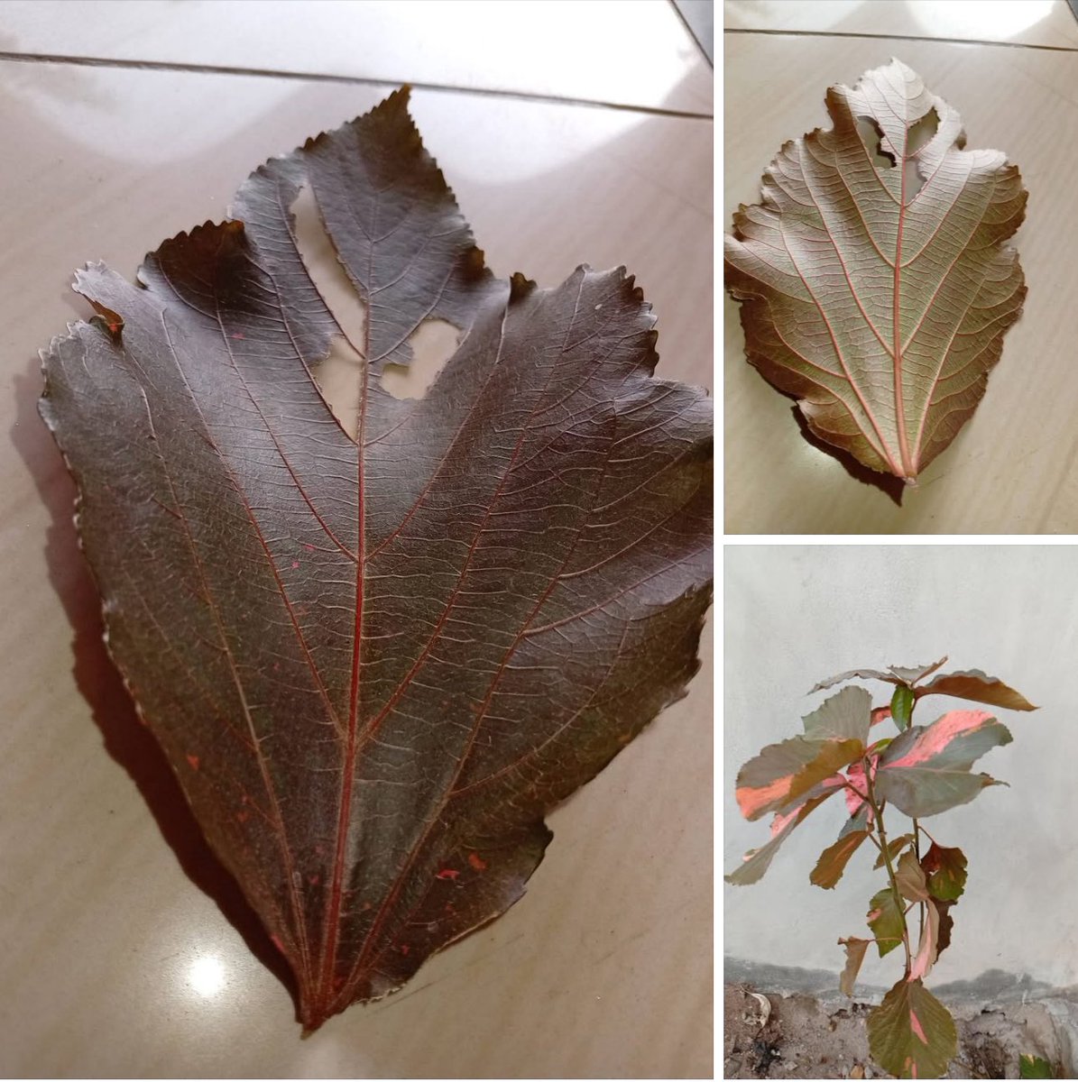 KLASSIQTUNEZ's tweet photo. Get this, flower pupa ( red flowers) Boil it use it to bath, Both children are adults. So effective for any type of skin infections or skin rashes. https://t.co/3pmsr12KfA
