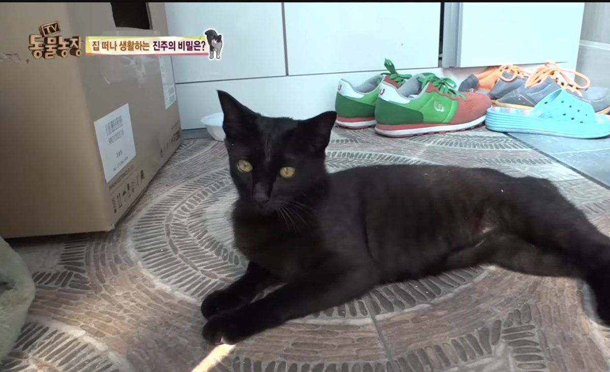 아니 고양이 주인 따로 있는데 8km 떨어진 마을에 자기 마누라 있다고 한달동안 집나가서 주인 속썩임 한달 동안 찾아다녔는데

그리고 그 마누라의 미모: