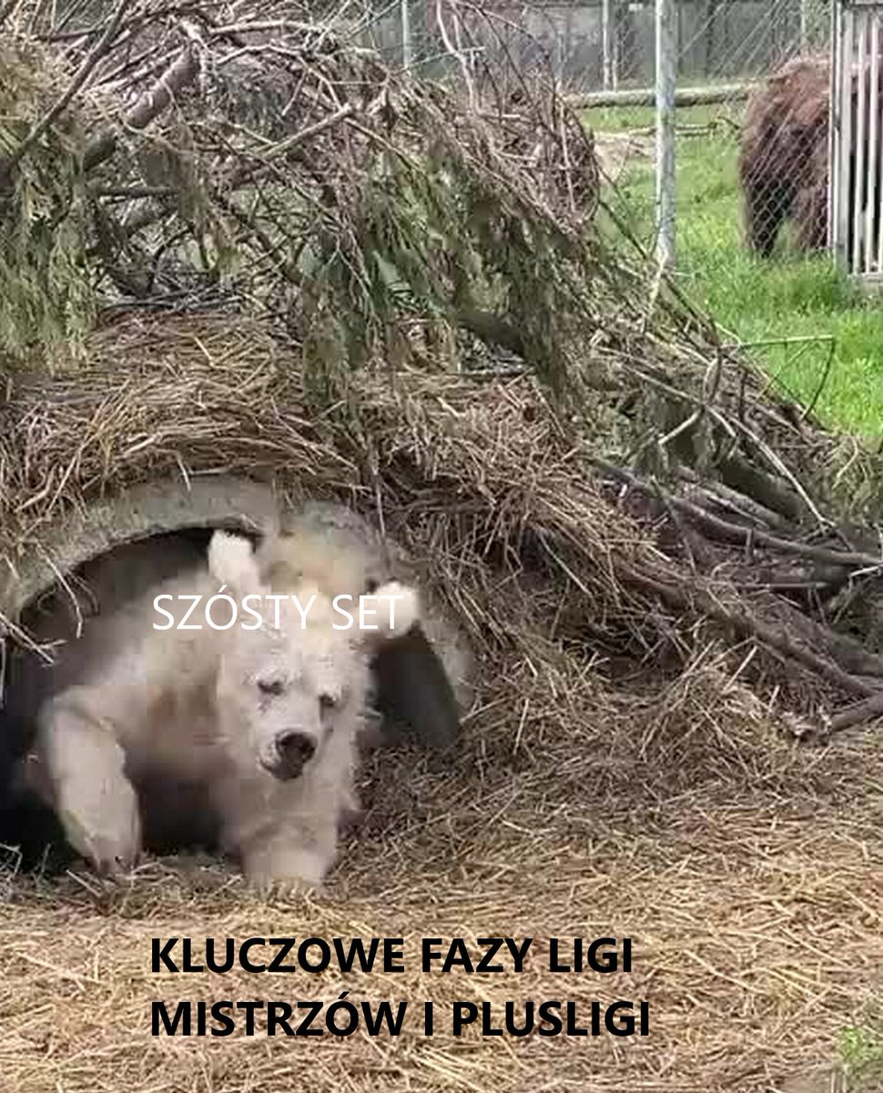 Szósty Set 🏐🎙 tweet media