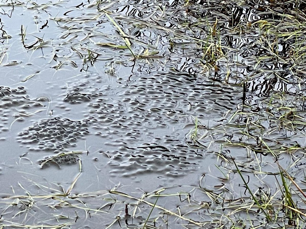 Manx Loaghtan tweet media