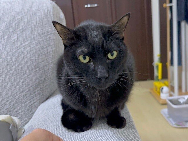 梅子の部屋【黒猫兄妹】 (@umeko9625yamato) / Posts / X