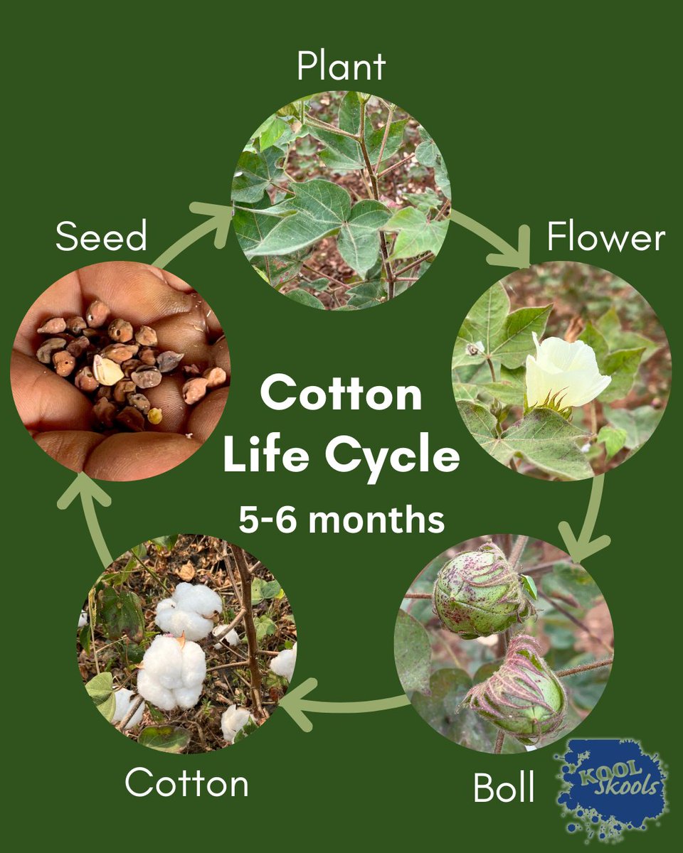 KoolSkools tweet media