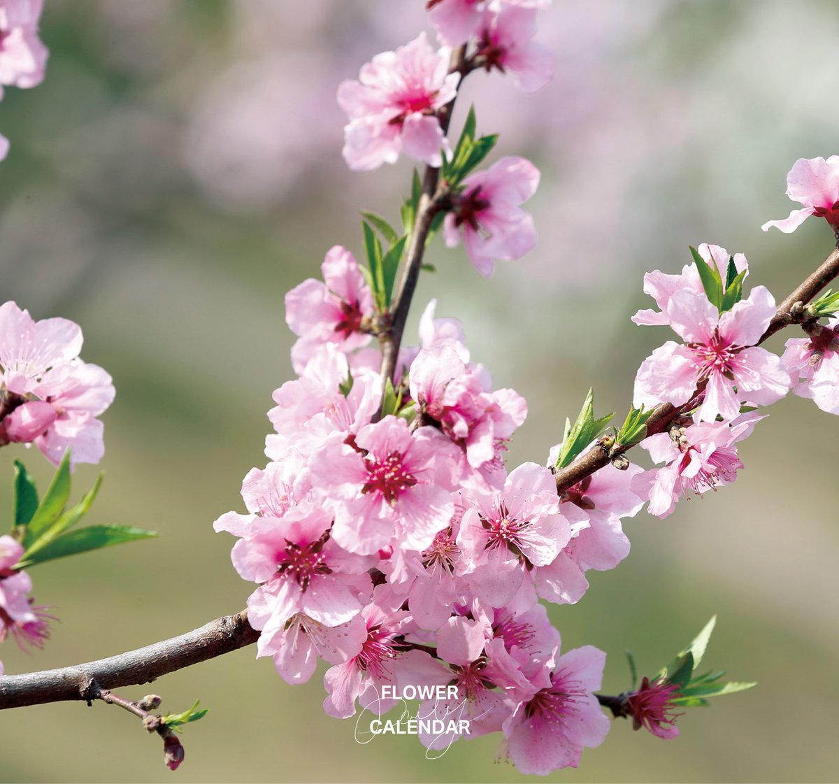 543life's tweet photo. モモ｜花の日めくり

花言葉「天下無敵」

中国原産のバラ科落葉小高木で、弥生時代以前に日本に渡来し『古事記』や『万葉集』にもその名が登場します。上巳の節句の頃に花が咲くことから「桃の節句」とも呼ばれ、邪気を払う力があると信じられてきました。

▼暦生活｜日本の季節を楽しむ暮らし｜365日、毎日暦のお話をお届けします♪
https://t.co/xJV2YNFkYT