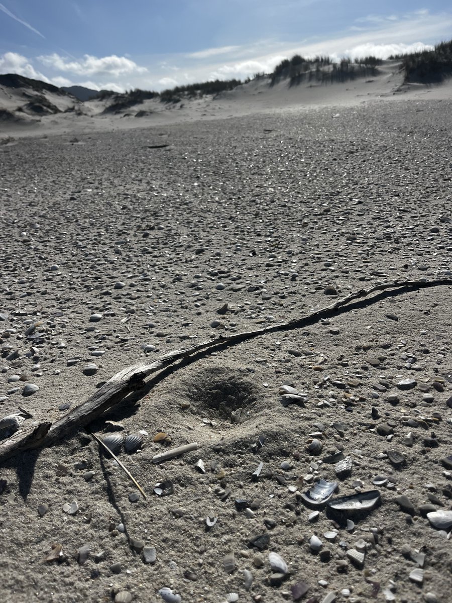 Iberalex_Poctep's tweet photo. 1 de marzo en una playa gallega 🌊
La temporada de cría se acerca… y algunos machos ya empiezan a excavar los primeros “cuencos” en la arena ☀️
La reproducción está a la vuelta de la esquina.
Momento de extremar el cuidado en playas y dunas.

#ChorlitejoPatinegro #IBERALEX https://t.co/fQ7oOJ68tu