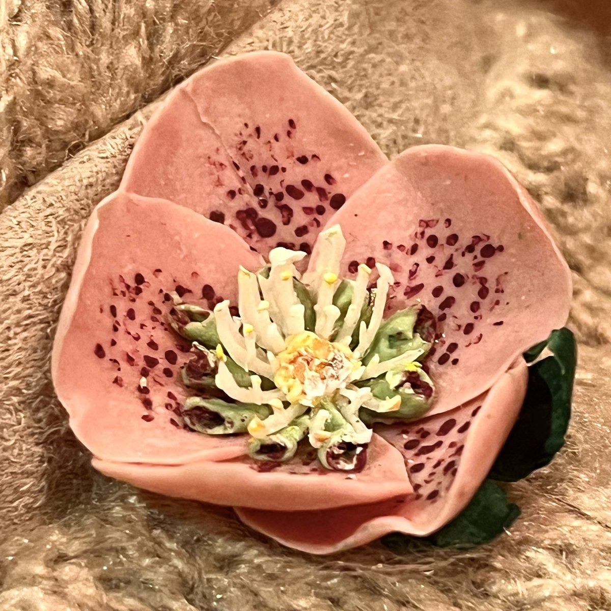 クリスマスローズ 好きなので5種の品種を 昔から育ててるんですが 今朝