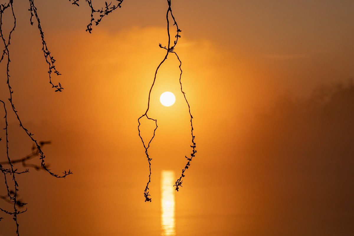 Silvia Puig Planells tweet media