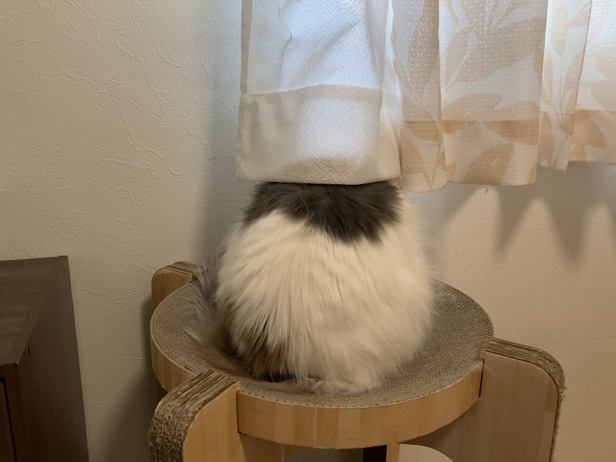 kinako_am's tweet photo. まんまるきなこ #猫のいる暮らし𓏲𓎨 https://t.co/YaWkmGnVmG