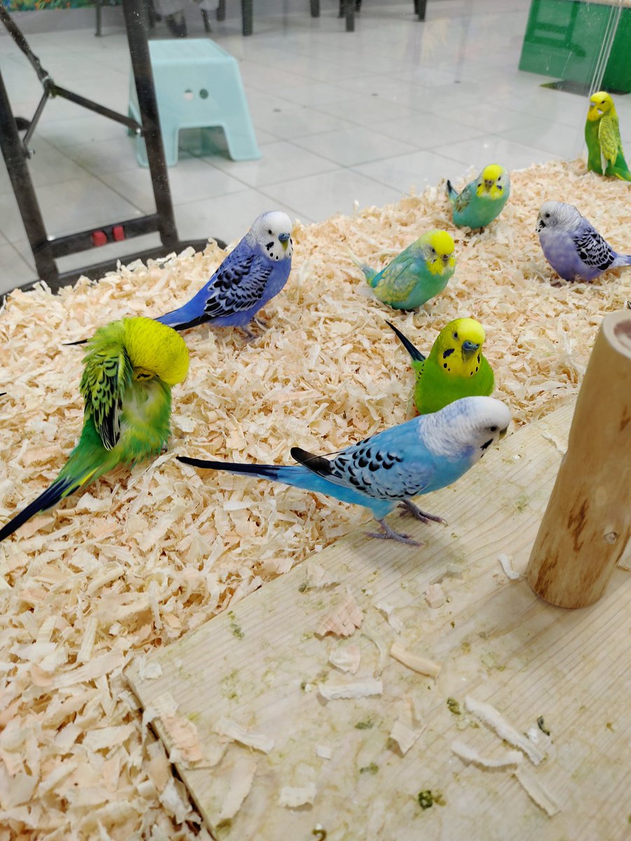 広島でふれあい放題のお店に行って癒されてきた。