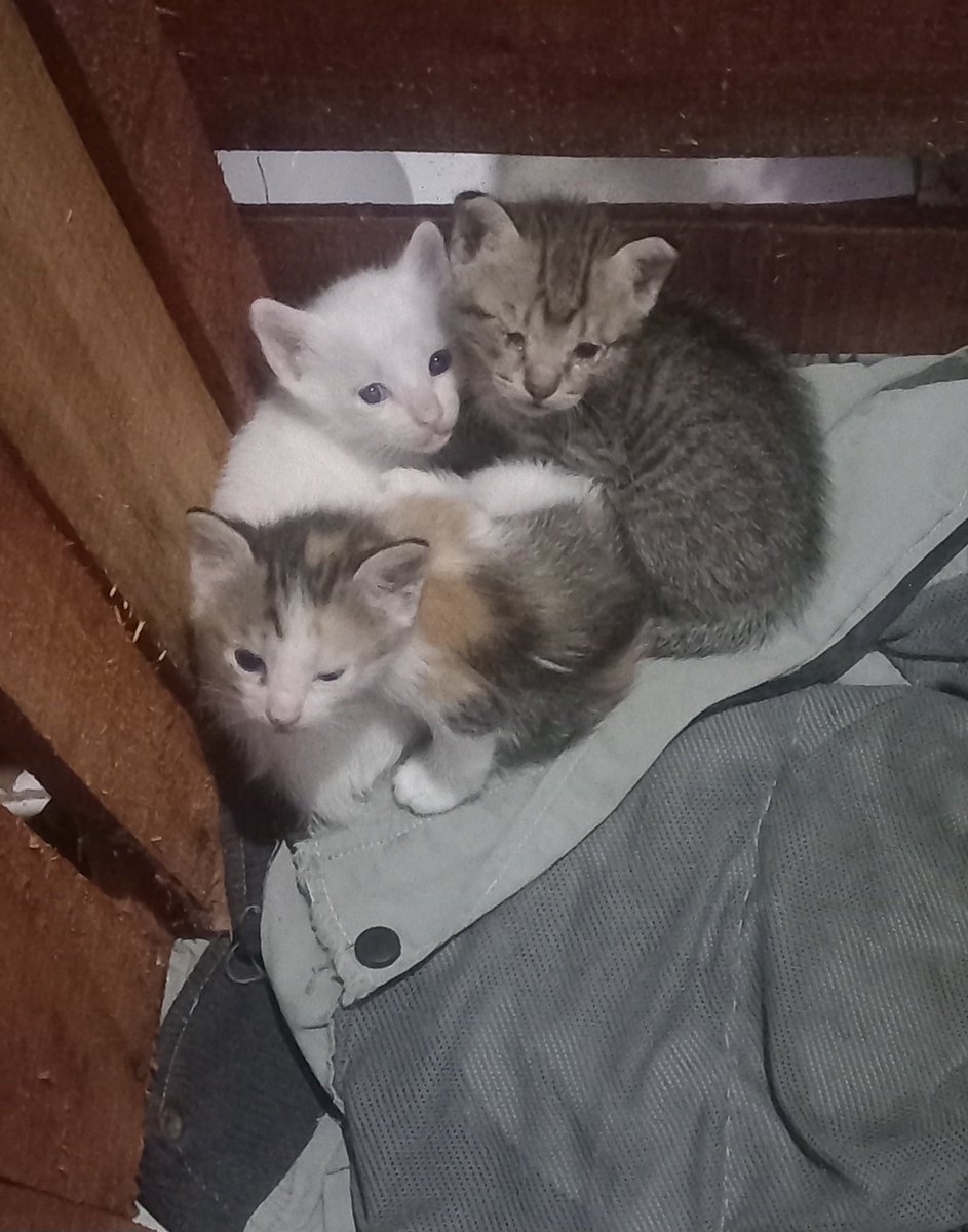 Nambah lagi, jadi 12 😅
Semoga selalu ada rezeki buat kasih makan mereka.
Aamiin