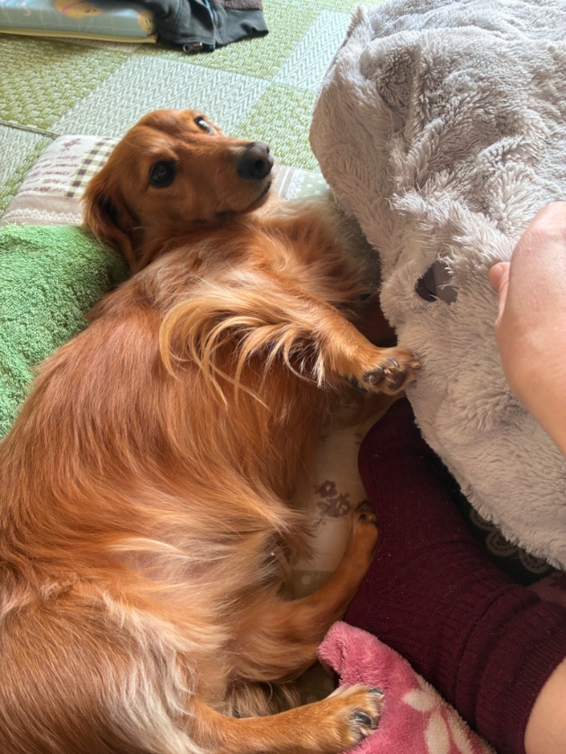 犬のいる幸せ