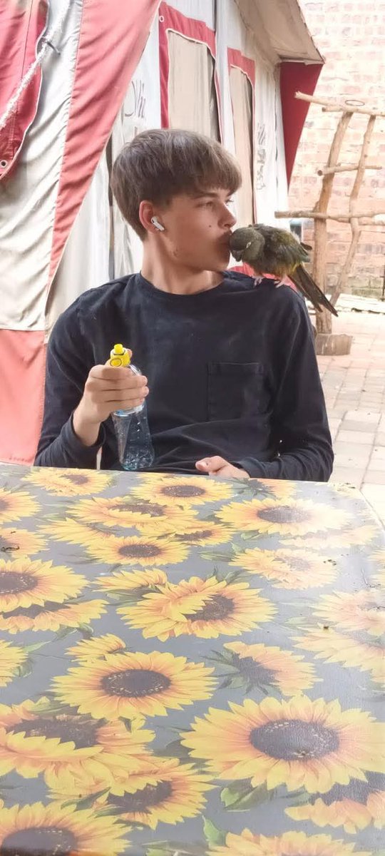 Brainy Birds SA tweet media